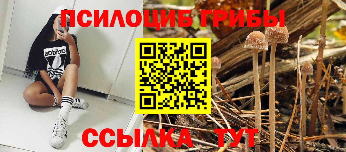 Псилоцибиновые грибы GOLDEN TEACHER Новошахтинск