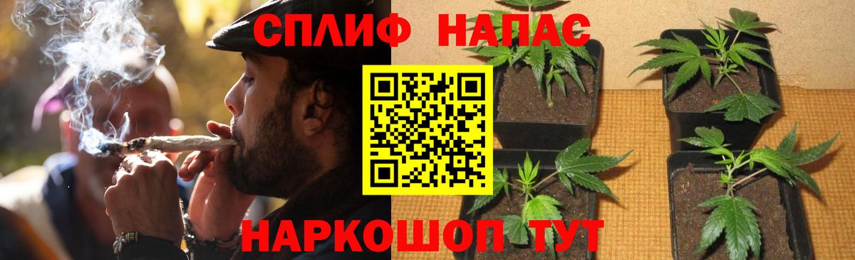 Канабис семена Новошахтинск